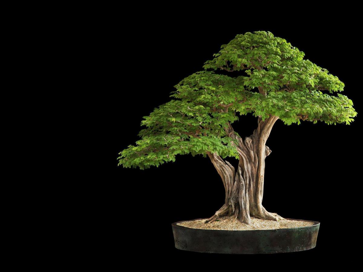 All about Pruning of&nbsp;Bonsai
