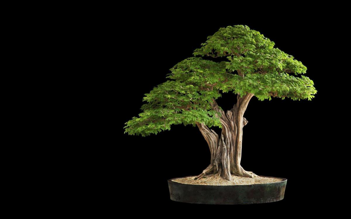 All about Pruning of&nbsp;Bonsai
