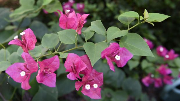 Bougainvillea: The Beauty of Your&nbsp;Garden