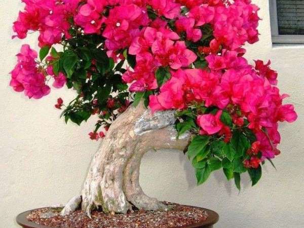 How to grow&nbsp;bonsai?